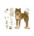 色鉛筆デッサン作品。～スピッツ犬(1)〜（個別スタンプ：31）