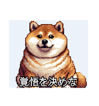 【ドット絵】ご意見番柴犬（個別スタンプ：3）