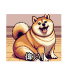 【ドット絵】ご意見番柴犬（個別スタンプ：17）