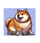 【ドット絵】ご意見番柴犬（個別スタンプ：24）