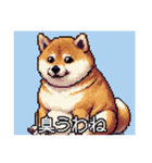 【ドット絵】ご意見番柴犬（個別スタンプ：31）