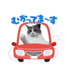 猫ぐりにゃん（個別スタンプ：15）