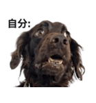 ⚫犬ミーム【毎日使える32匹セット】（個別スタンプ：1）
