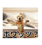 ⚫犬ミーム【毎日使える32匹セット】（個別スタンプ：2）