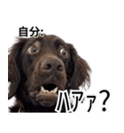 ⚫犬ミーム【毎日使える32匹セット】（個別スタンプ：3）