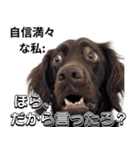 ⚫犬ミーム【毎日使える32匹セット】（個別スタンプ：6）