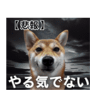 ⚫犬ミーム【毎日使える32匹セット】（個別スタンプ：12）