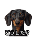 ⚫犬ミーム【毎日使える32匹セット】（個別スタンプ：14）