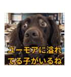 ⚫犬ミーム【毎日使える32匹セット】（個別スタンプ：17）