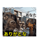 ⚫犬ミーム【毎日使える32匹セット】（個別スタンプ：20）