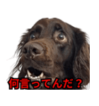 ⚫犬ミーム【毎日使える32匹セット】（個別スタンプ：24）