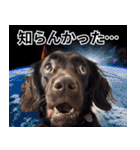 ⚫犬ミーム【毎日使える32匹セット】（個別スタンプ：26）