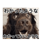 ⚫犬ミーム【毎日使える32匹セット】（個別スタンプ：29）