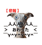 ⚫犬ミーム【毎日使える32匹セット】（個別スタンプ：30）