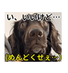 ⚫犬ミーム【毎日使える32匹セット】（個別スタンプ：31）