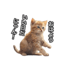 可愛い子猫のスタンプだよ！①（個別スタンプ：24）