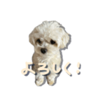 今日のつむ（個別スタンプ：1）