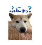 【BIG】柴犬サブ 2（個別スタンプ：6）