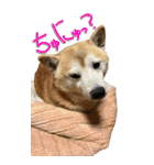 【BIG】柴犬サブ 2（個別スタンプ：7）