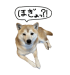 【BIG】柴犬サブ 2（個別スタンプ：8）