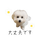 わんにゃんずたち（個別スタンプ：3）