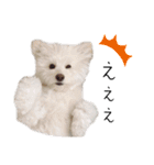 わんにゃんずたち（個別スタンプ：9）