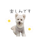 わんにゃんずたち（個別スタンプ：10）