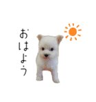 わんにゃんずたち（個別スタンプ：11）