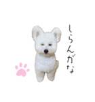 わんにゃんずたち（個別スタンプ：21）