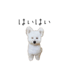 わんにゃんずたち（個別スタンプ：22）