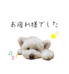 わんにゃんずたち（個別スタンプ：24）