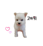 わんにゃんずたち（個別スタンプ：30）
