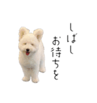 わんにゃんずたち（個別スタンプ：35）