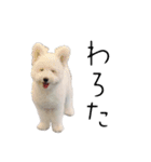 わんにゃんずたち（個別スタンプ：40）