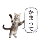 毎日使える 猫ミーム 宇宙猫 セット（個別スタンプ：20）