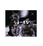 動く黒猫ハルトとロビン（個別スタンプ：13）