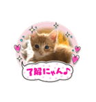 子猫の日常スタンプ♡（個別スタンプ：4）