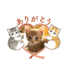 子猫の日常スタンプ♡（個別スタンプ：5）