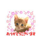 子猫の日常スタンプ♡（個別スタンプ：6）