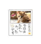 子猫の日常スタンプ♡（個別スタンプ：7）