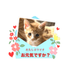 子猫の日常スタンプ♡（個別スタンプ：8）