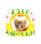 子猫の日常スタンプ♡（個別スタンプ：10）