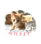 子猫の日常スタンプ♡（個別スタンプ：17）
