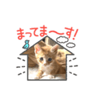 子猫の日常スタンプ♡（個別スタンプ：19）