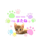 子猫の日常スタンプ♡（個別スタンプ：24）