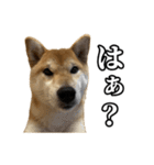 つくねさん【柴犬】（個別スタンプ：1）
