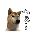 つくねさん【柴犬】（個別スタンプ：2）