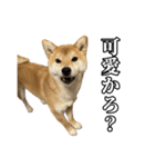 つくねさん【柴犬】（個別スタンプ：3）
