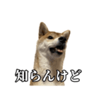 つくねさん【柴犬】（個別スタンプ：4）