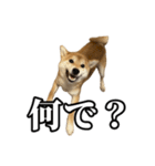 つくねさん【柴犬】（個別スタンプ：5）